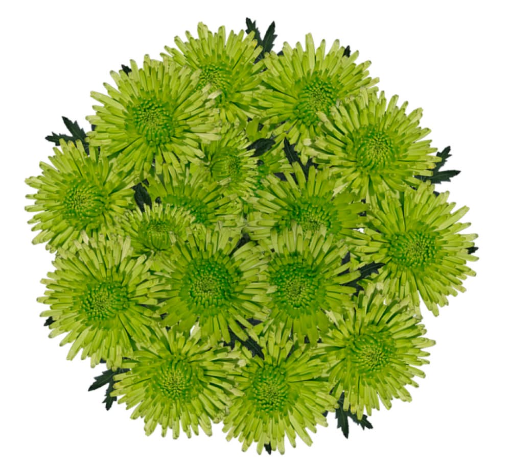 Novelty Pom Bunch (5 ct)