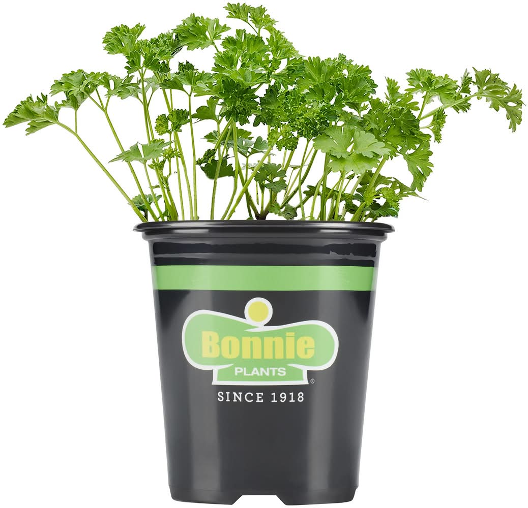 Bonnie Plants 1 -Pack Parsley Plant in Pot
