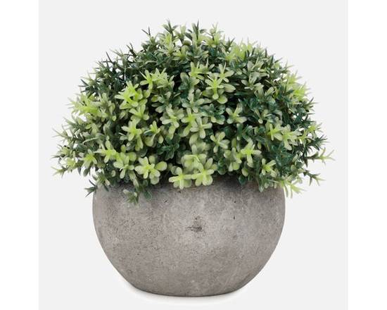 Pot Gris À Plante Avec Boule De Feuillage (None) - Foliage Ball Plant In Grey Pot (1 unit)