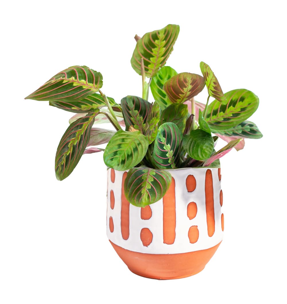 LiveTrends Petite Collective - Assorted Premium Foliage House plant in 12.00 Ounce(s) Pot 1 -Pack