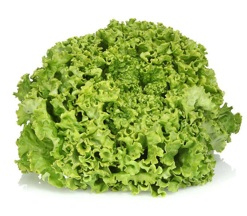 Salade batavia