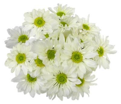 Signature Select 7 Stem White Poms - Each