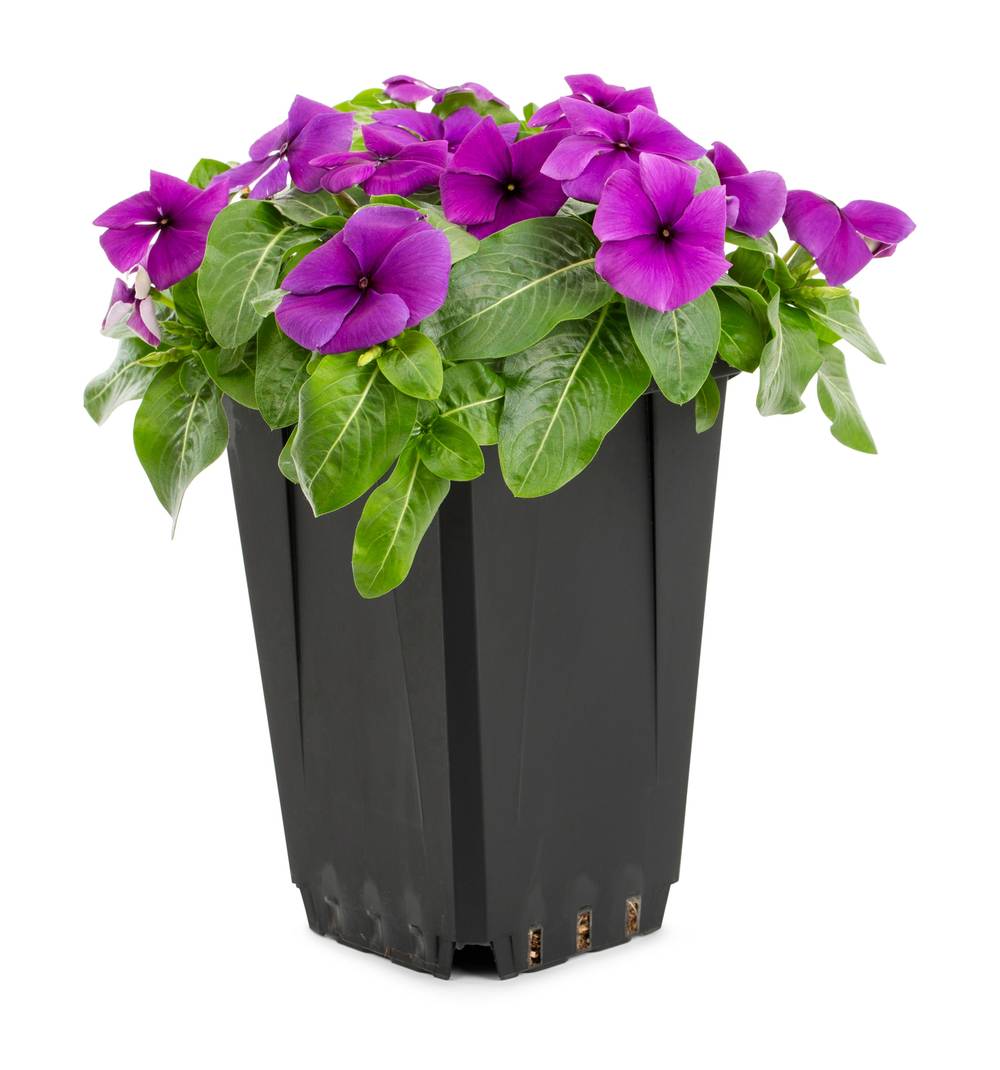 Lowe's Multicolor Vinca in 1-Quart Pot | 922759