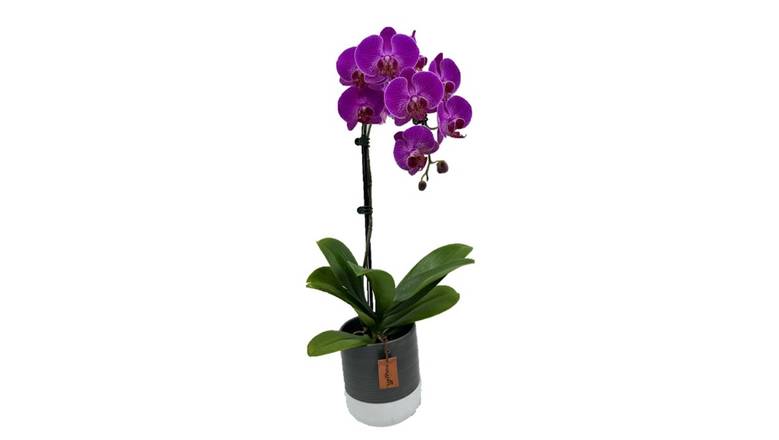 5" Orchid in Ceramic - Purple