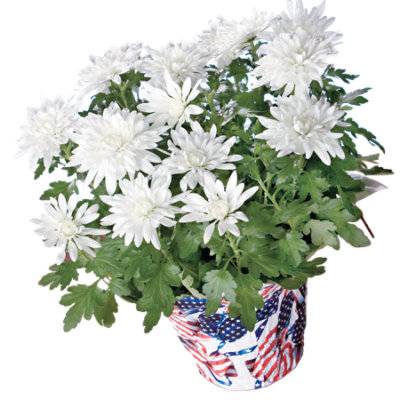 White Mum Combo Assorted - Each