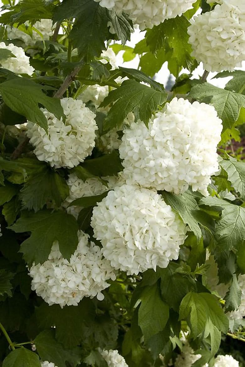 Monrovia Eastern Snowball Shrub