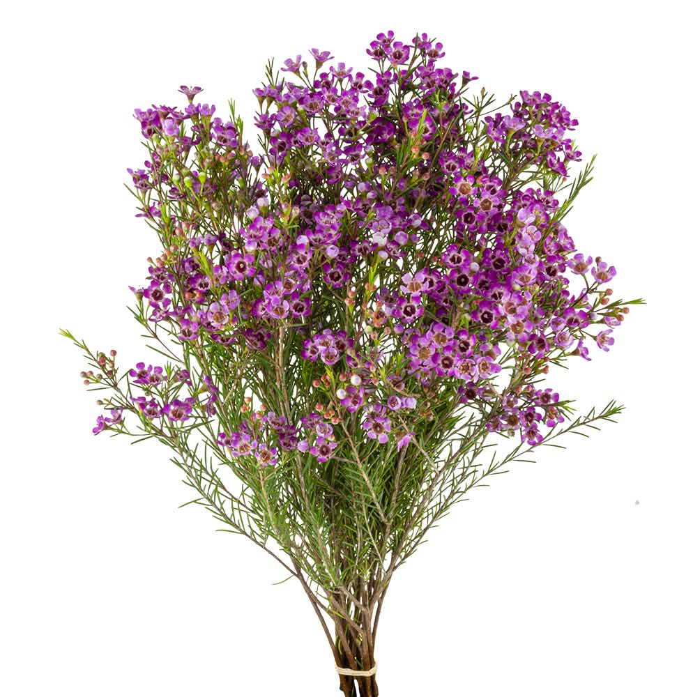 Jolo Flowers Inc. Wax Flower Stems
