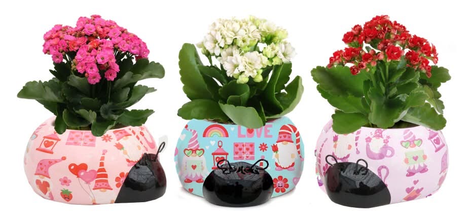 Gnome Kalanchoe in Love Bug Ceramic Pot