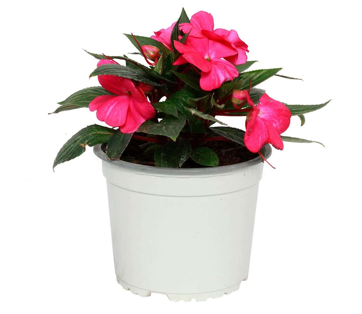 Planta natural Alegría nueva guinea VCG 15 20x15 cm