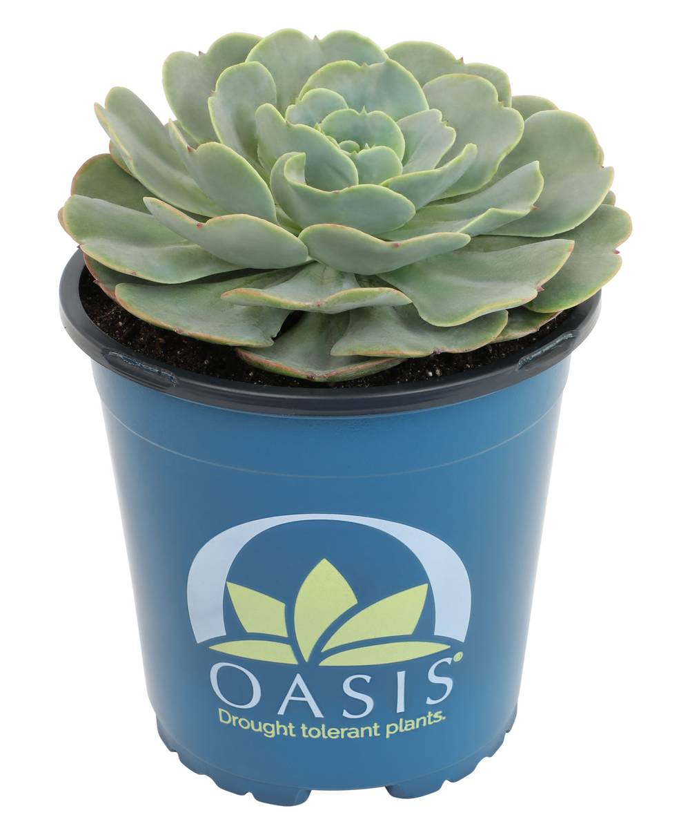 Lowe's 1.0 -Pack Echeveria in 2.50 -Quart Pot | 937398