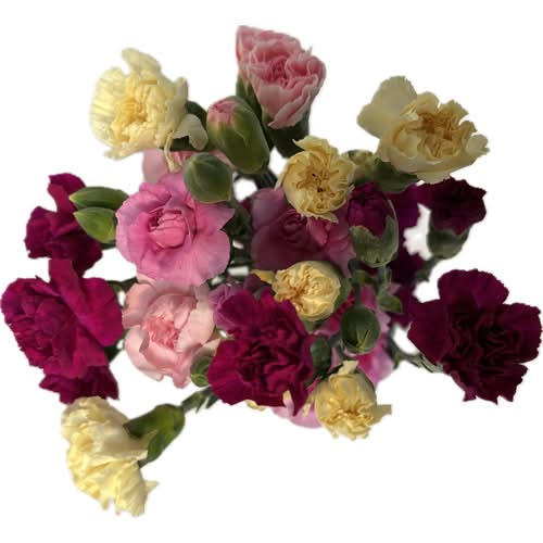 Flower Moxie Rainbow Mix and Match Mini Carnation Flower