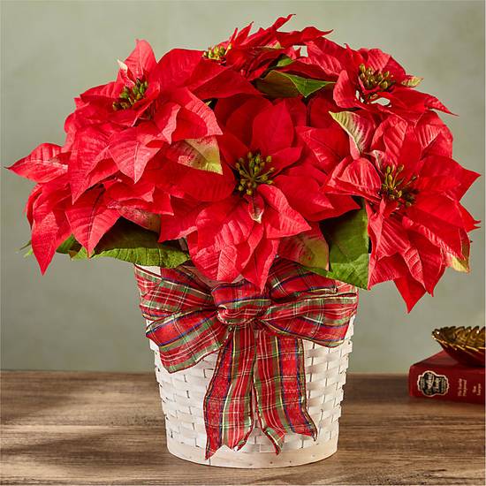 Order Happiest Holidays Poinsettia food online from Proflowers store, SHELBYVILLE on bringmethat.com