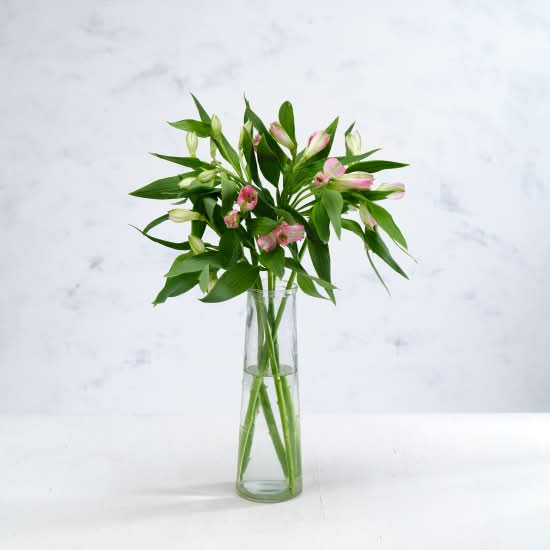 Co-op Speciality Alstroemeria
