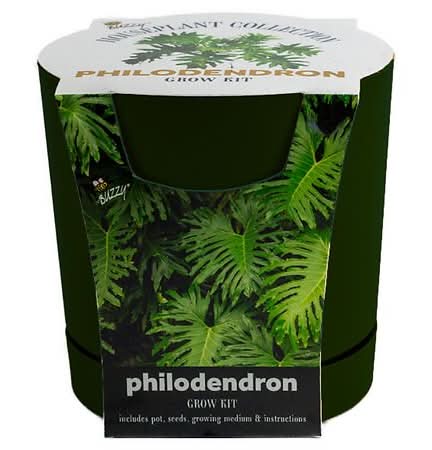 black raven zz plant for sale canada Black Raven ZZ Plant: Zamioculcas - 14