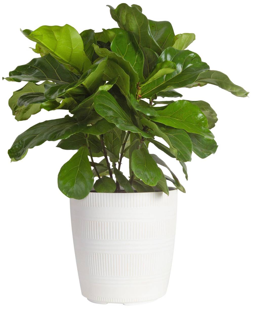 Lowe's Ficus House Plant