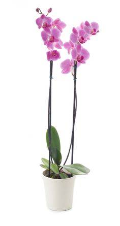 Holambra orquídea phalaenopsis (1 unidade)