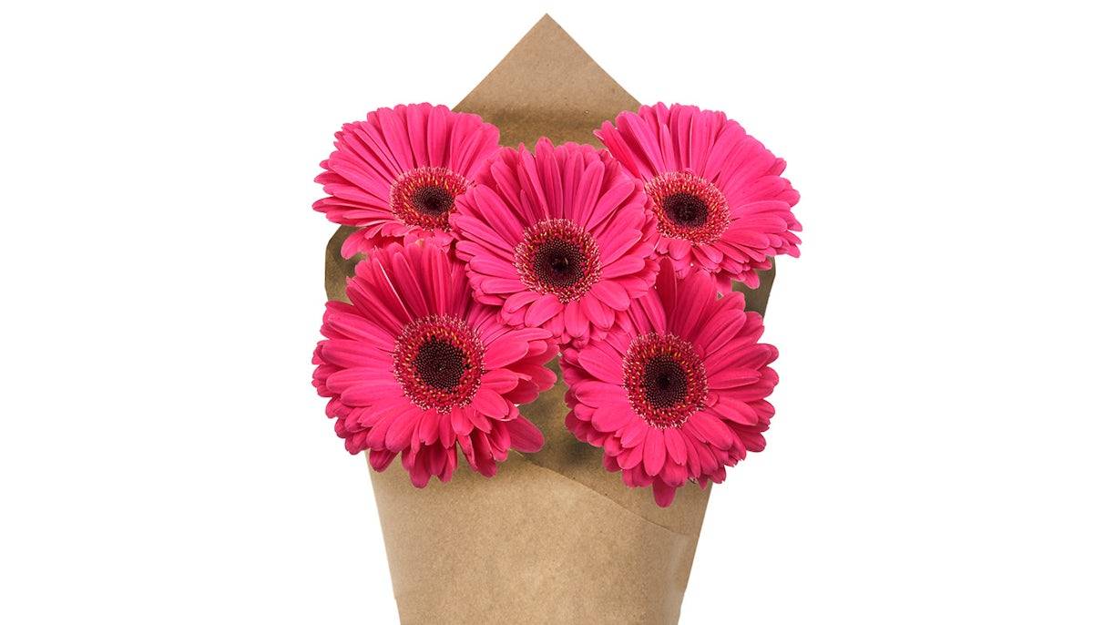 Gerberas Bunch - Hot Pink, 5 stem