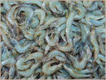 13-15CT Headon Gulf Shrimp Previously frozen R/W (1 Unit per Case)