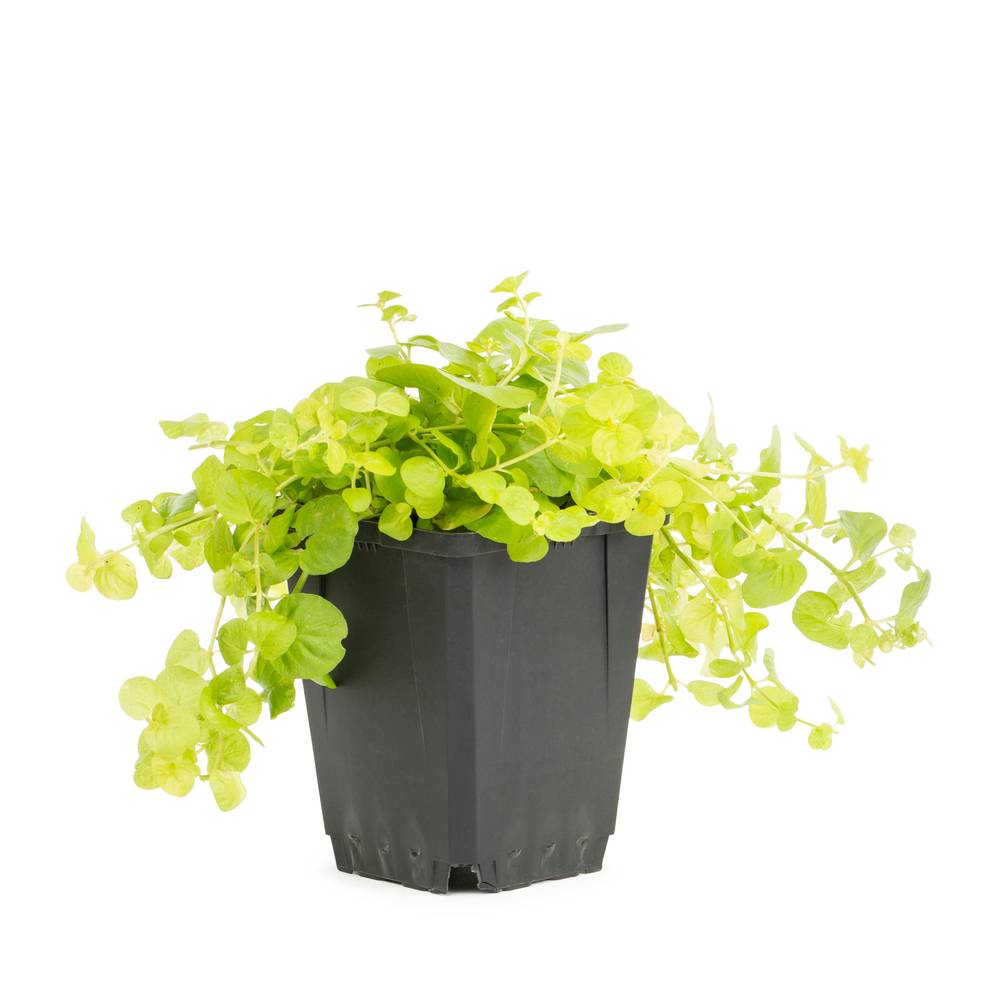 Lowe's Lysmachia in 1-Pint Pot | NURSERY