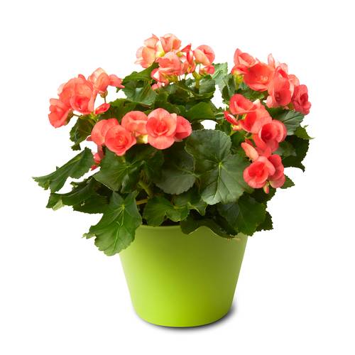 Premium Annuals Begonias 8-Inch