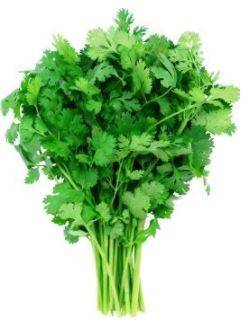 Cilantro