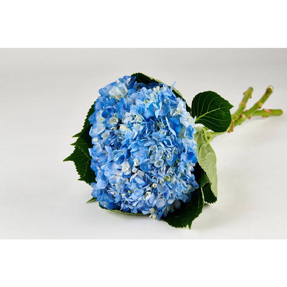 Premium Hydrangeas