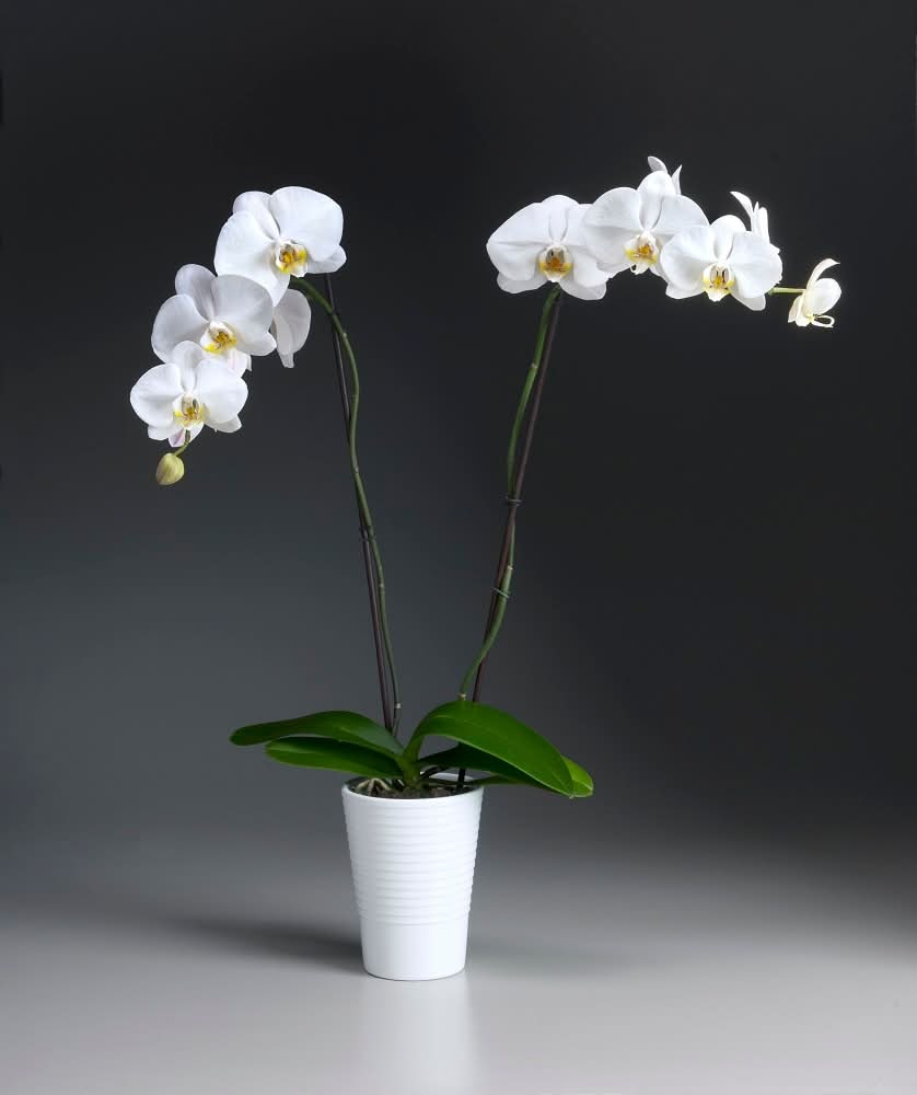 Westerlay Orchids White Orchid in Ceramic, 5 in, White