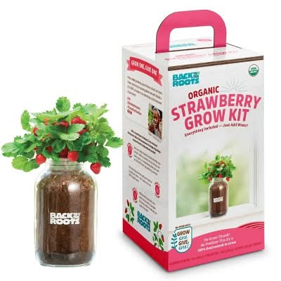Back to the Roots Organic Strawberry Grow Kit
