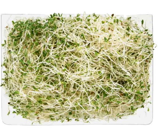 Alfalfa Sprouts
