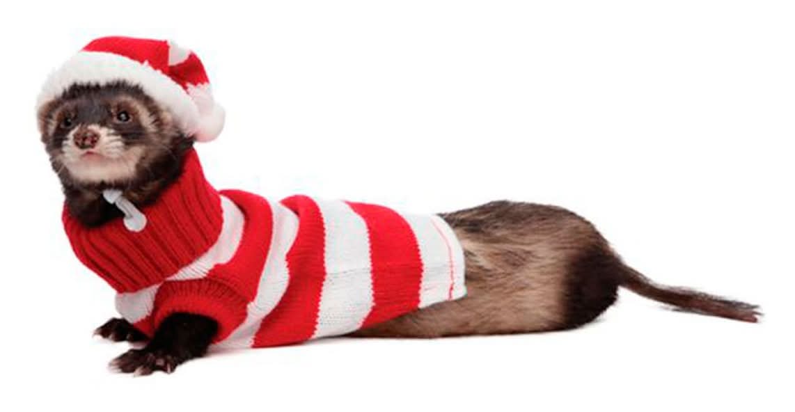 Marshall Pet · Suéter y sombrero para hurón (2 )