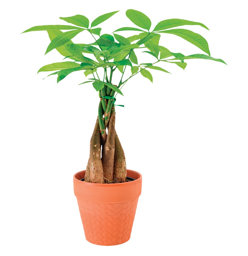 Money Tree, 5 in