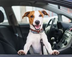 Manchados Petshop (Quilicura)