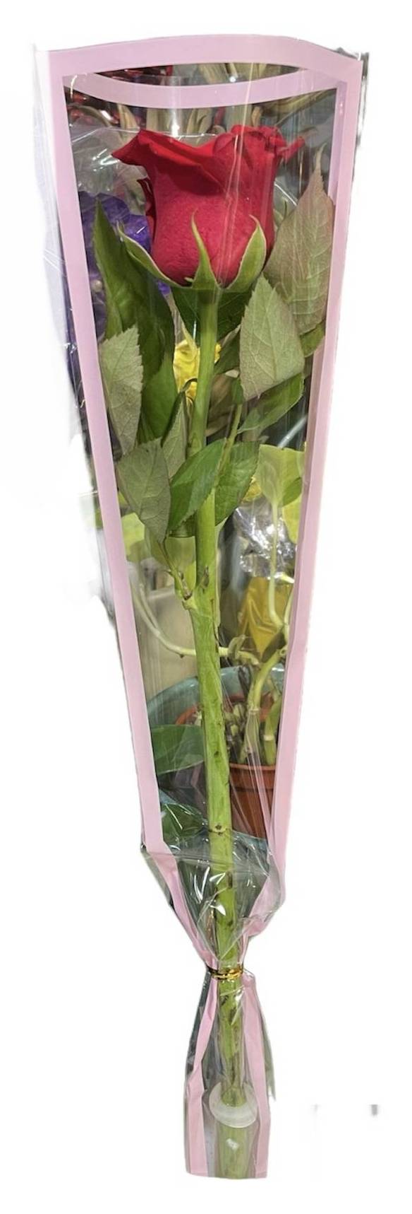 「套袋包裝系列」彩色玫瑰花_隨機色單朵 (44號攤-陳允花研所/A004-15)