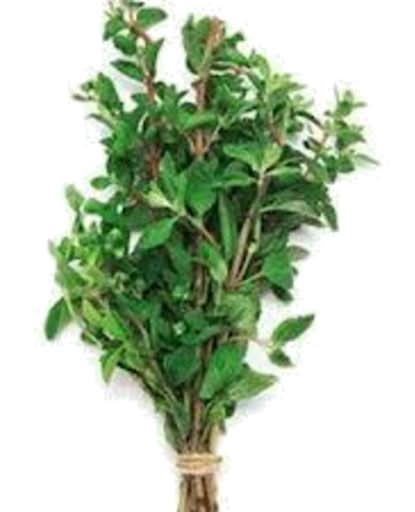 Marjoram Bunch