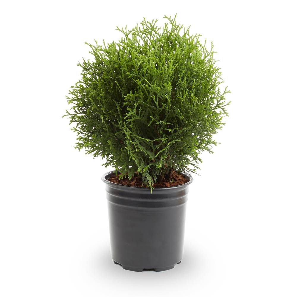 Lowe's Emerald Green Arborvitae Screening Shrub in 2.25-Gallon Pot | 93514