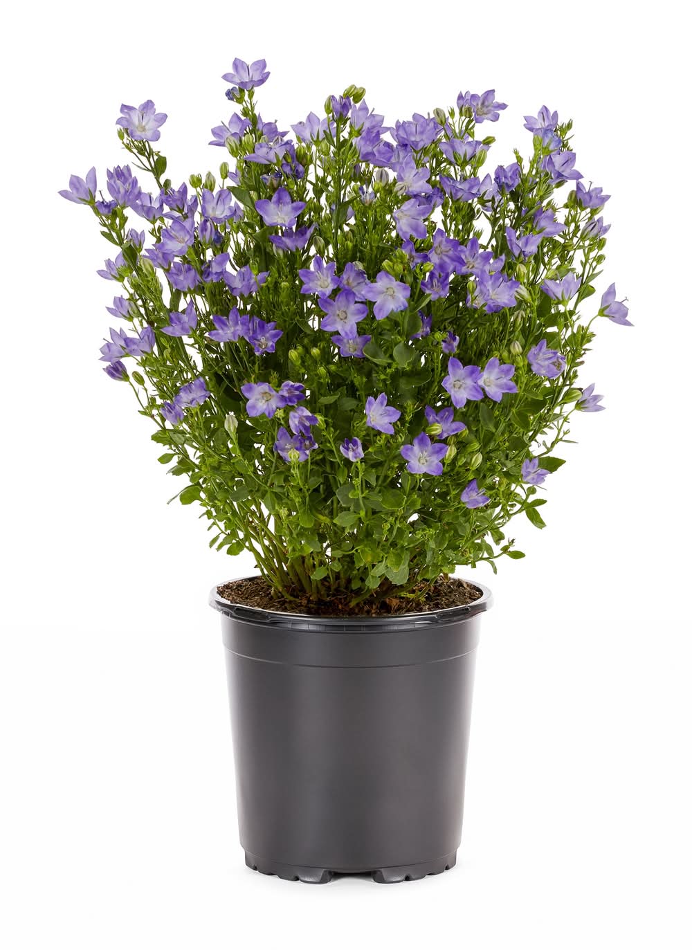 Lowe's 2 -Quart Multicolor Bellflower 1 -Pack - Low Maintenance