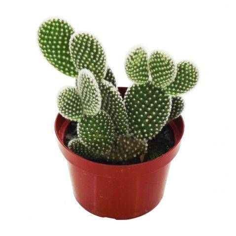 Cactus variados (pote 11)