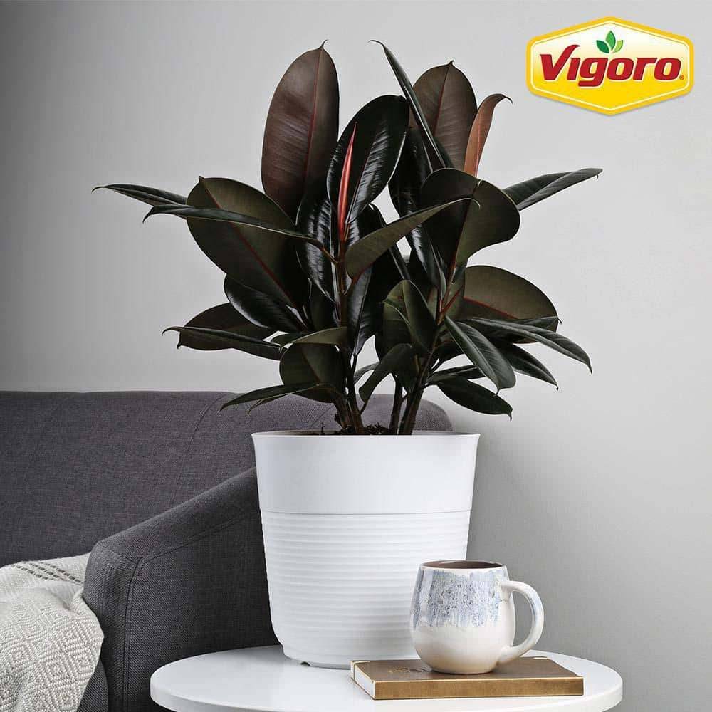 Vigoro Ficus Burgundy Rubber Plant In White Plastic Deco Pot ( 10 In)