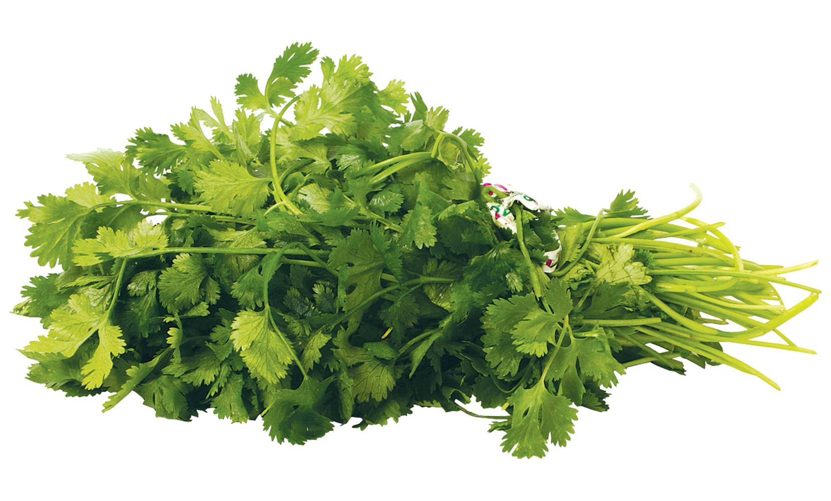 Cilantro (manojo)