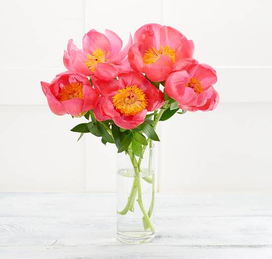 Peonies