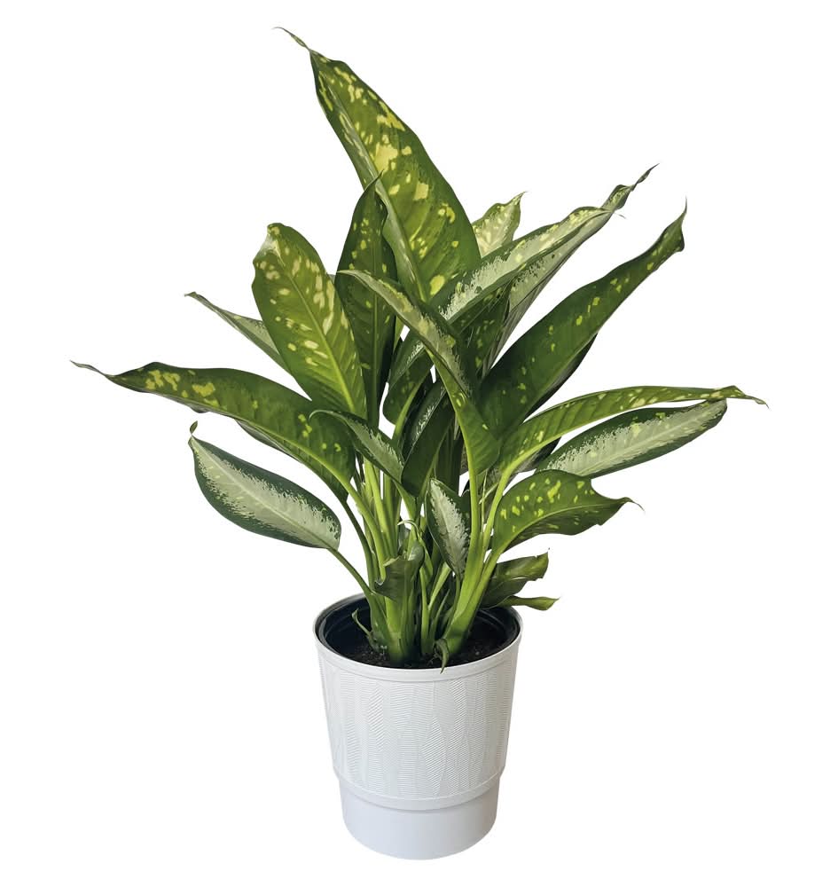 10'' Pallet Tropical Plants