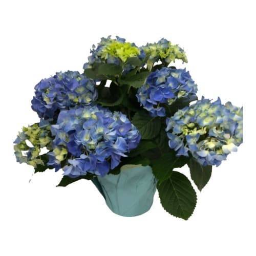 Hydrangea Plant, 6.5 in