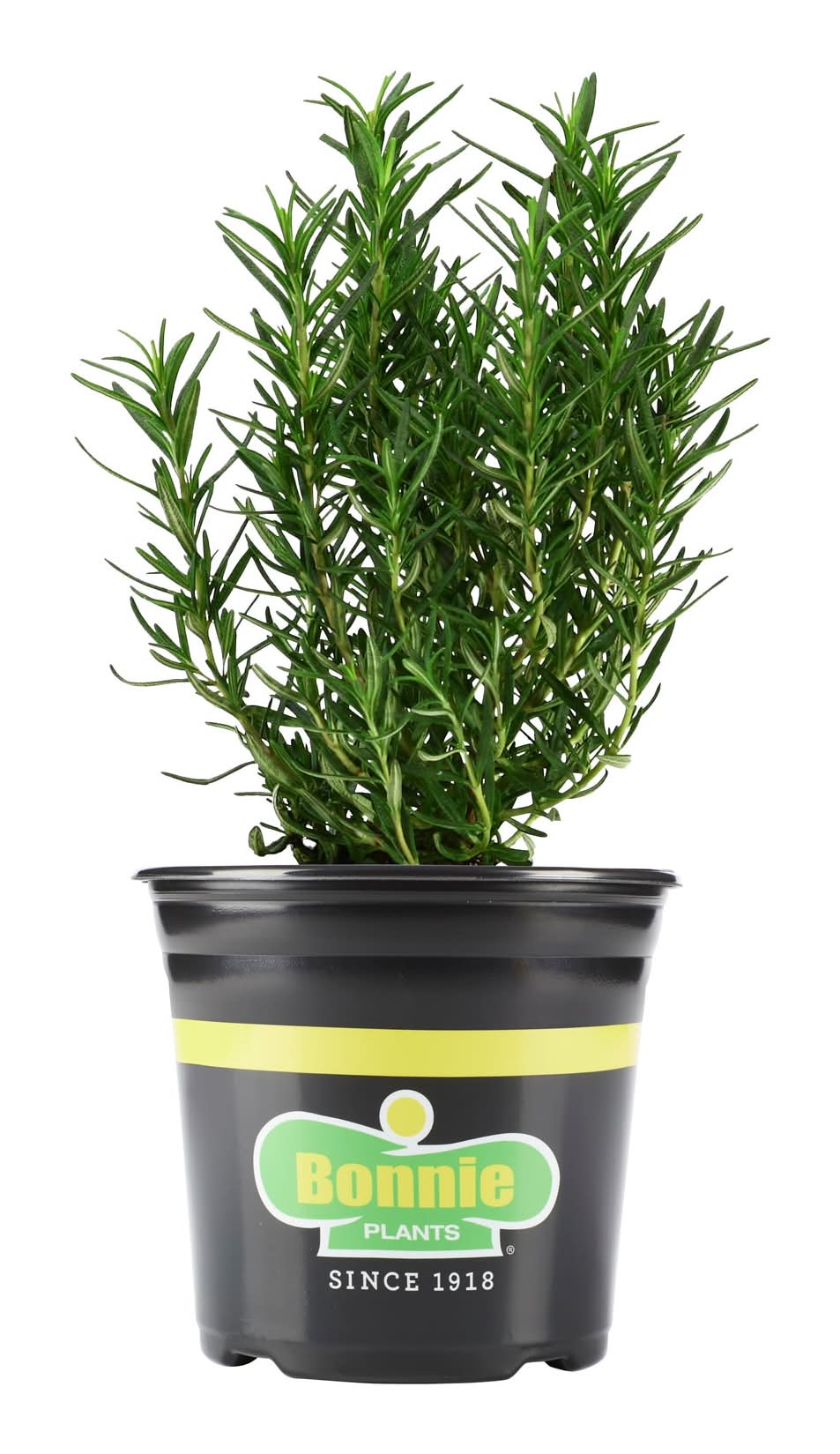 Bonnie Plants 1 Gallons Rosemary Plant 1 -Pack