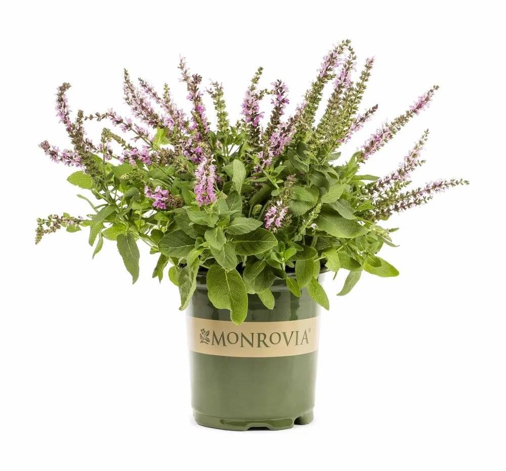 Monrovia Multicolor Monrovia Lyrical Rose Salvia Plant in 2.5 -Quart Pot 1 -Pack | NURSERY