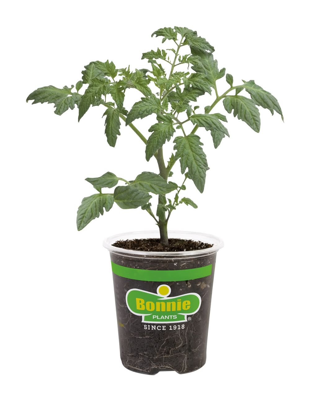 Bonnie Plants 1.0 -Pack Husky Cherry Red Tomato Plant in Pot