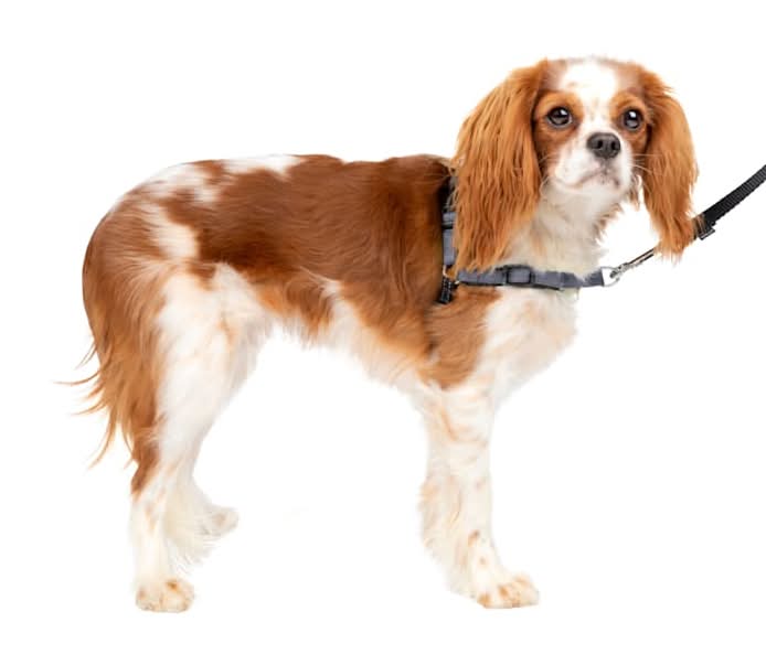 PetSafe Deluxe Easy Walk No Pull Harness, Steel, Small