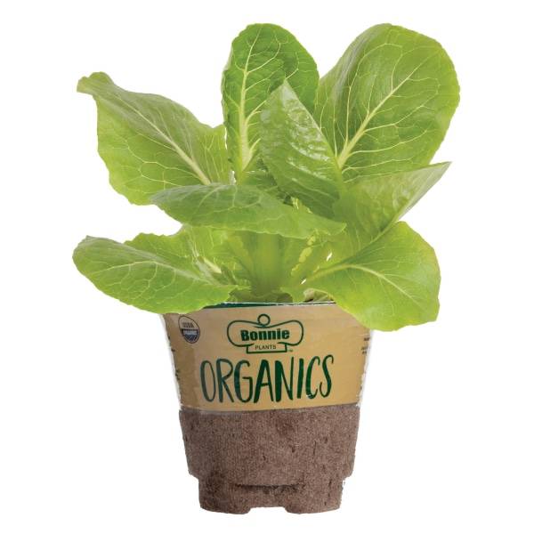 Bonnie Plants Organic Green Romaine Lettuce, 19.3 oz.