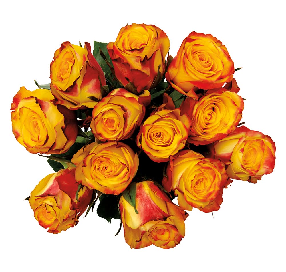 12 Stem Rose Bouquet