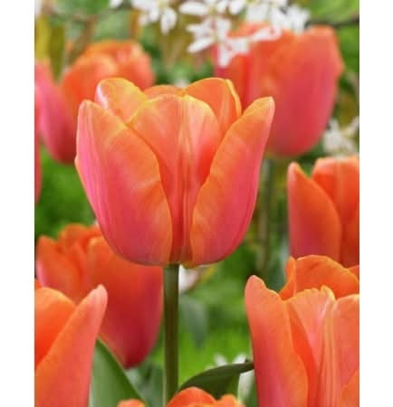 Tasc Tulip ‘Jimmy’ Triumph Perennial Flower Bulb