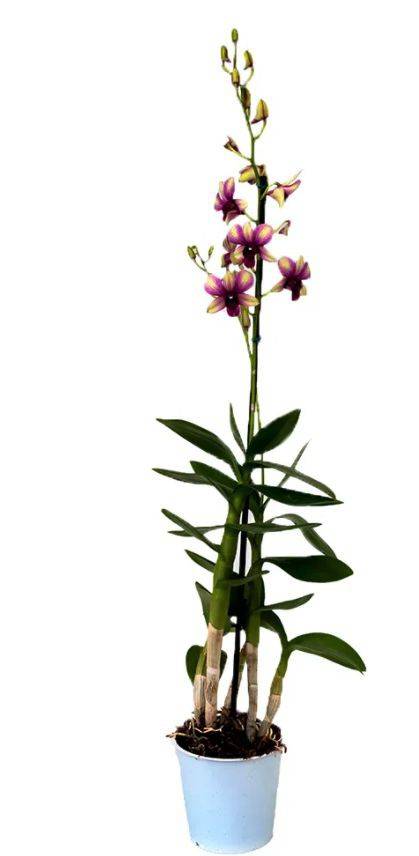 Orquídea denphalaen (pote 13)